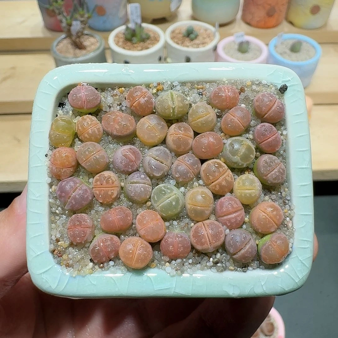 红陶蘑菇797橄榄