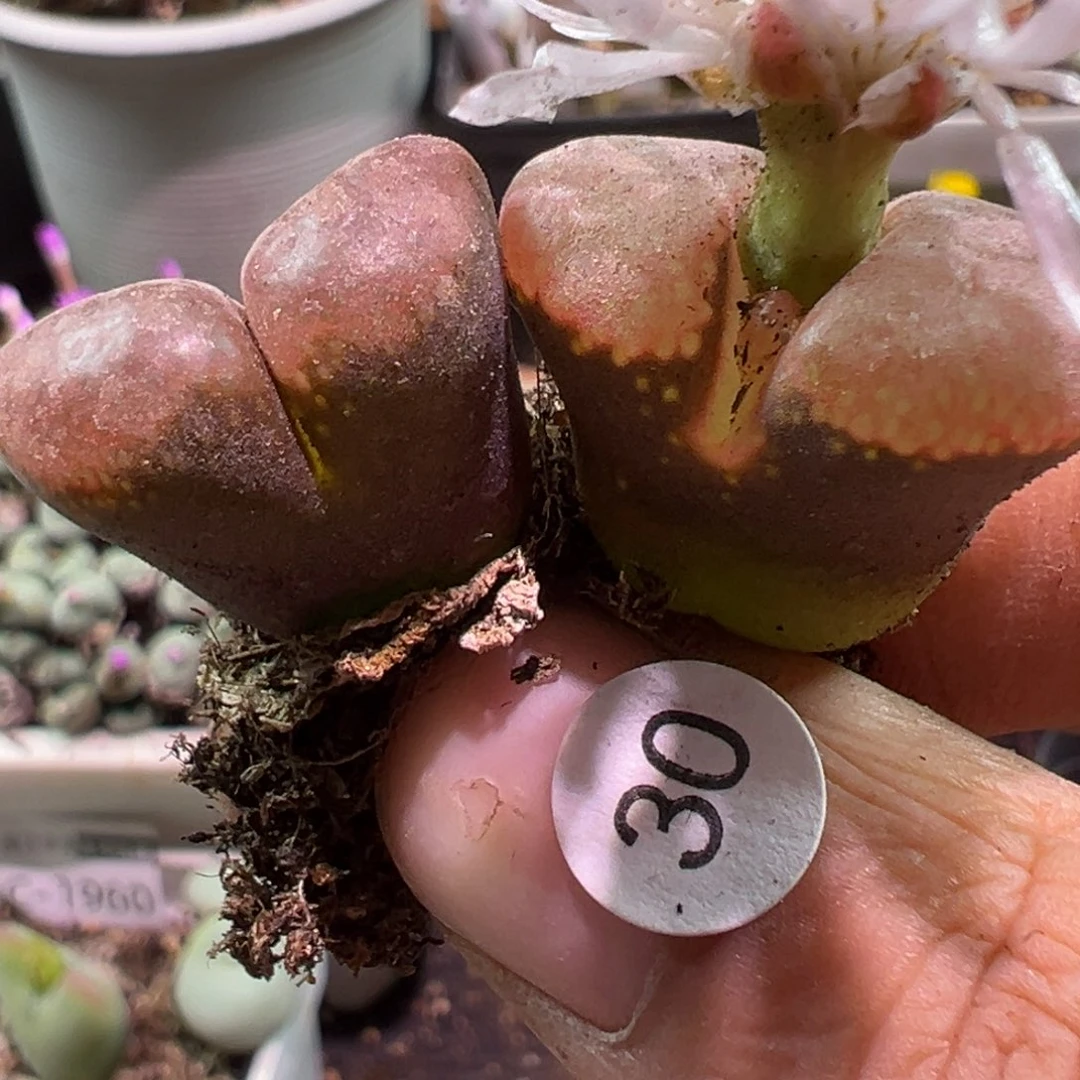 多肉植物1111111111111