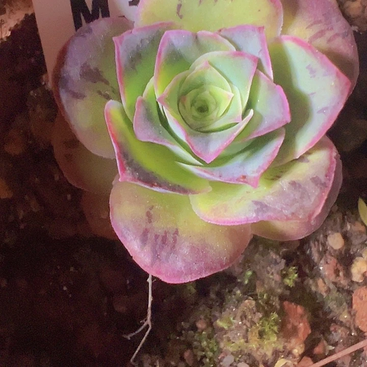 山地玫瑰多肉植物366