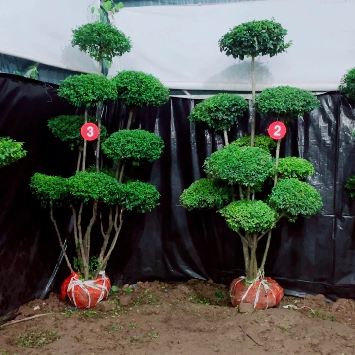 无花朵一物一拍一物一拍