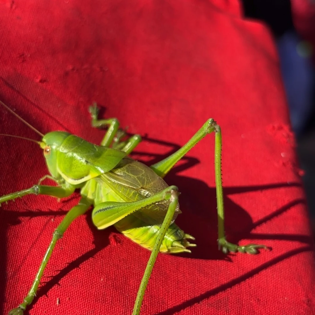 *****蝈蝈蝈蝈福福价格