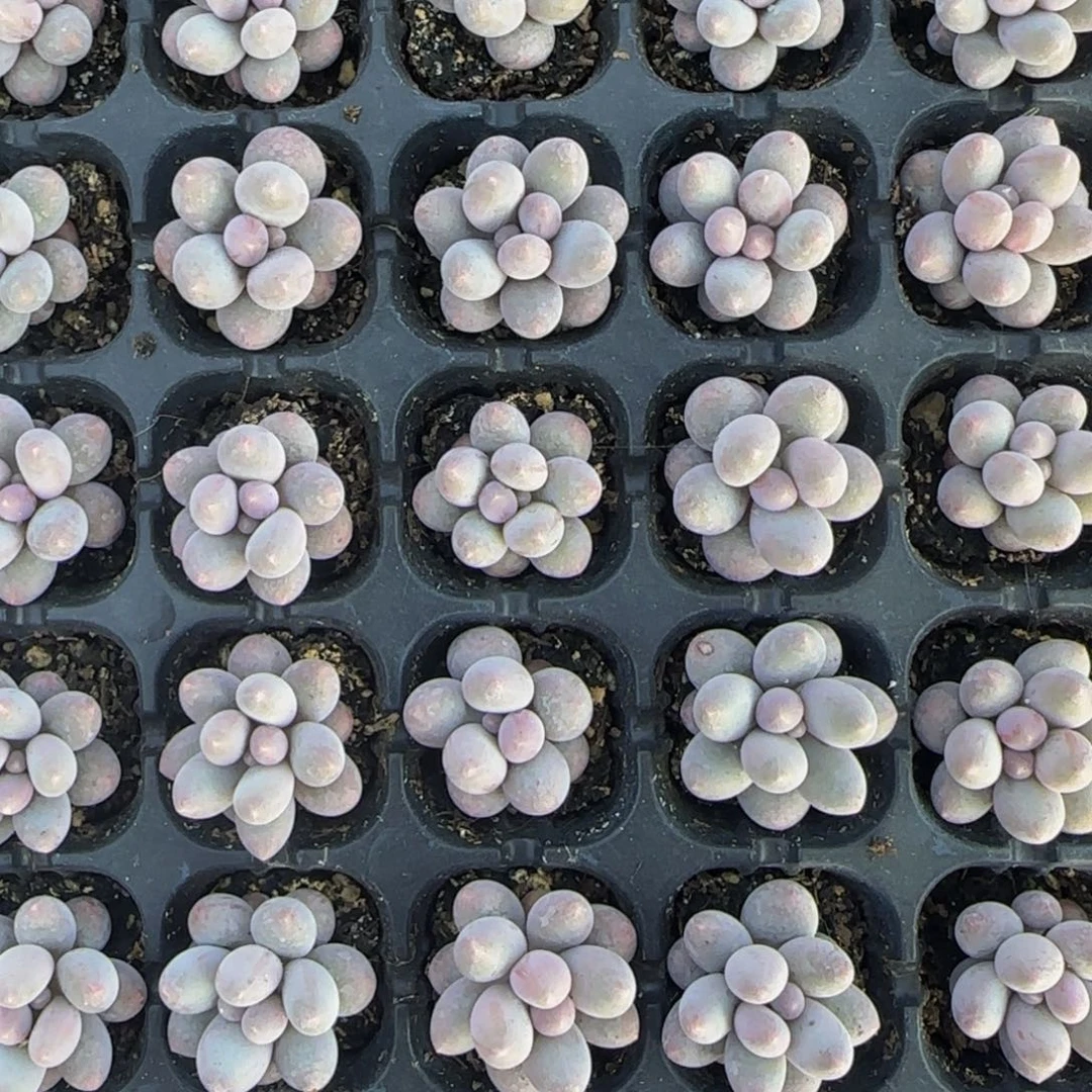 9颗一组小汤圆特价2-3公分