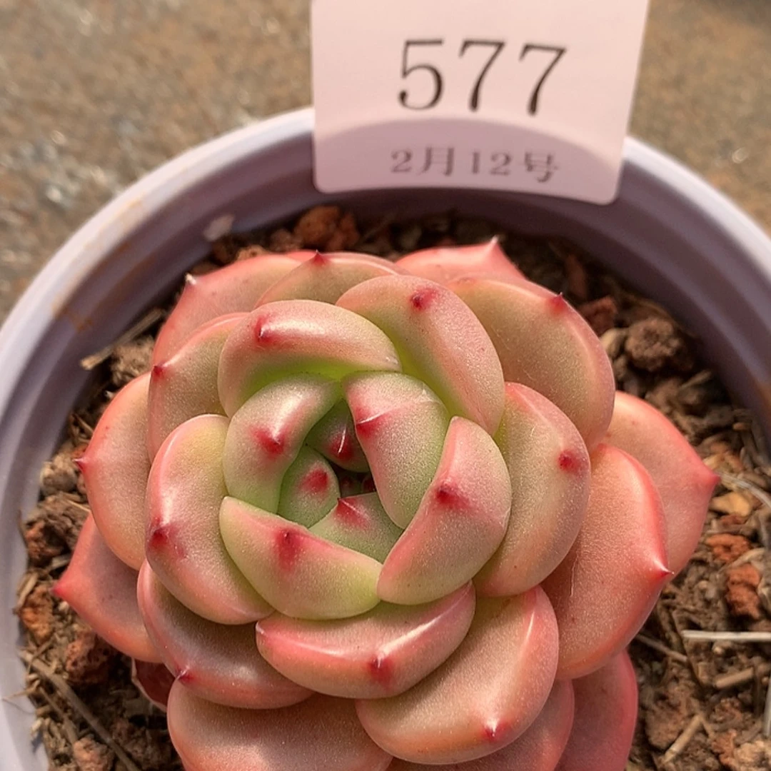 【闪购商品】云577号