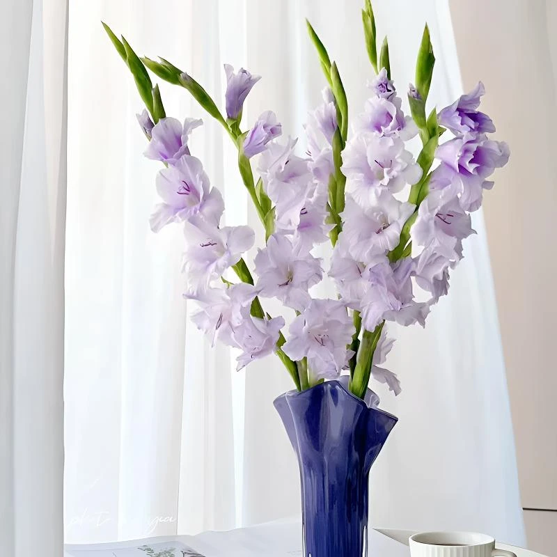 剑兰家庭插花浪漫鲜花顺丰冷链发货云南直发