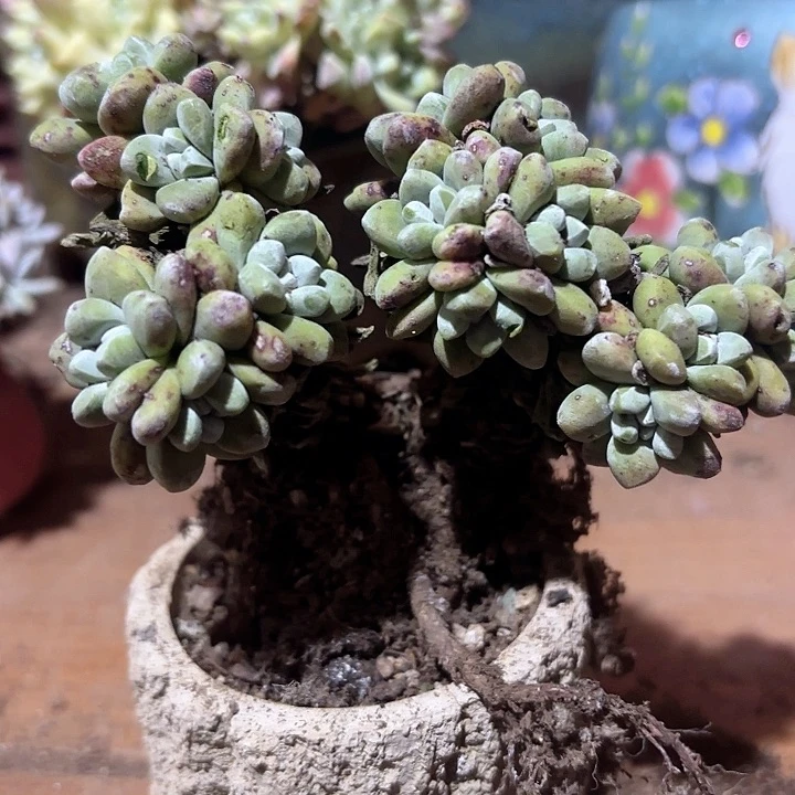 仙女杯多肉植物提取