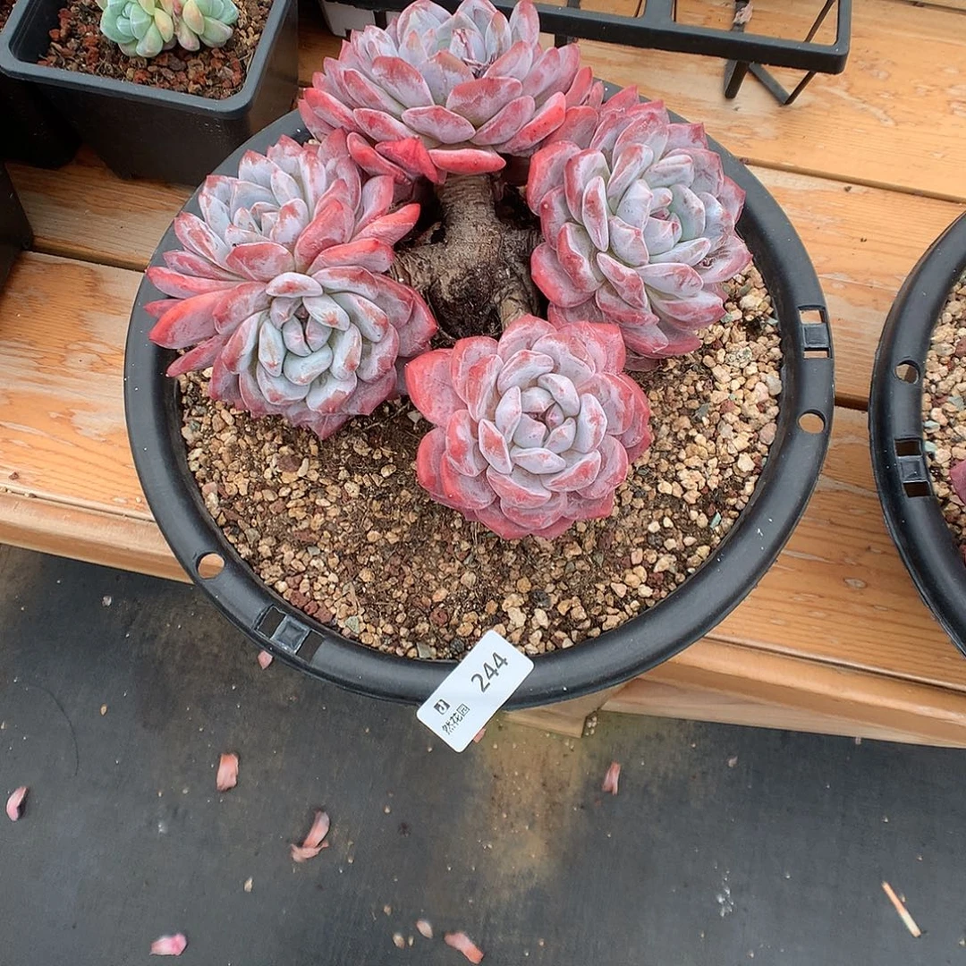 244梦露多肉植物6666