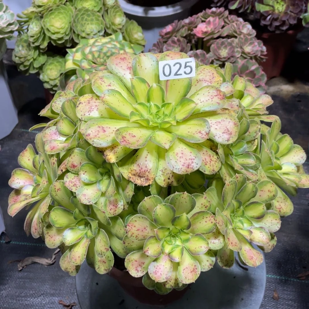 大**飞韶华多少植物25