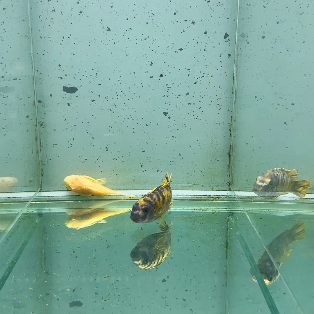 海水1443那坎mc。