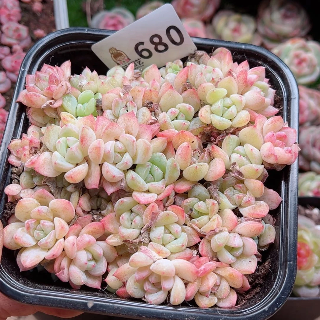 静多肉植物多肉植物