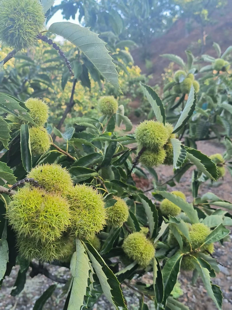 迁西迁西板栗3113 带刺球发货 现摘现发