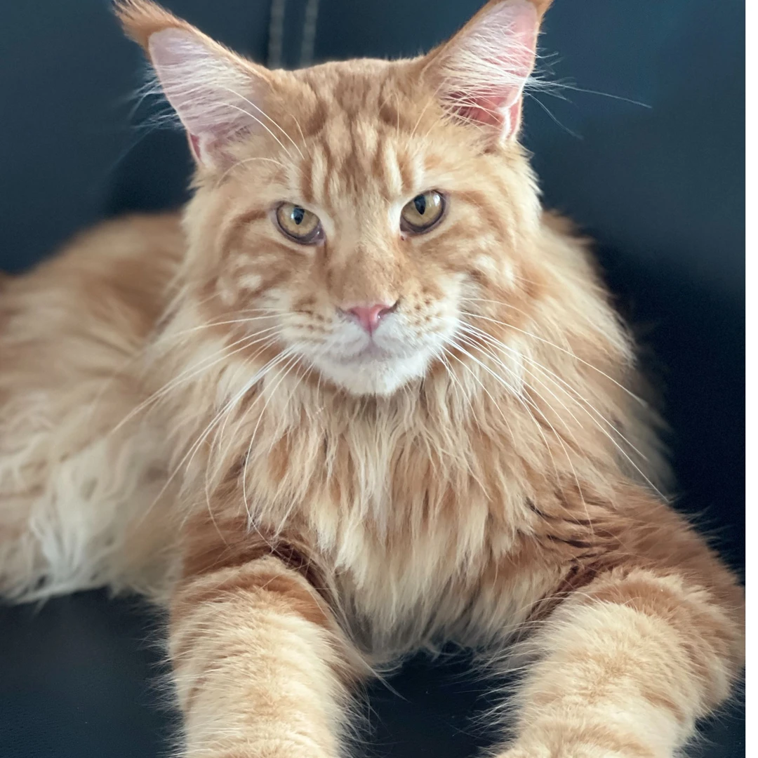 暖暖的缅因猫(售后包30天）