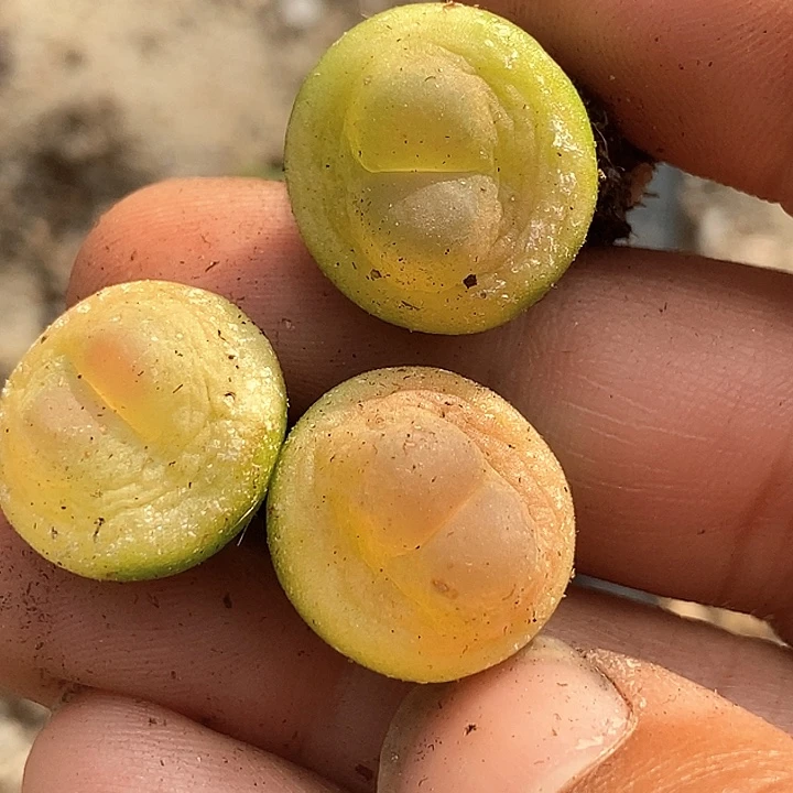 M**.25561一组三颗