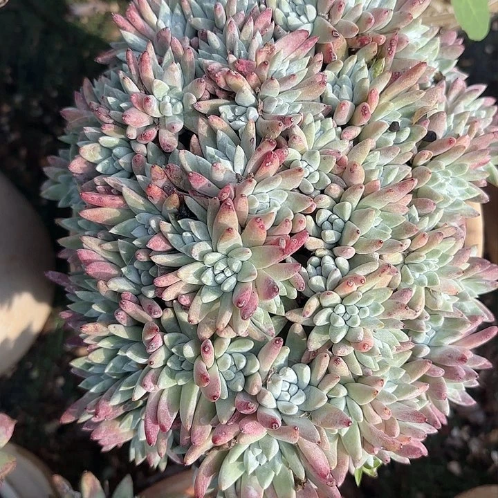 天*仙女杯多肉植物