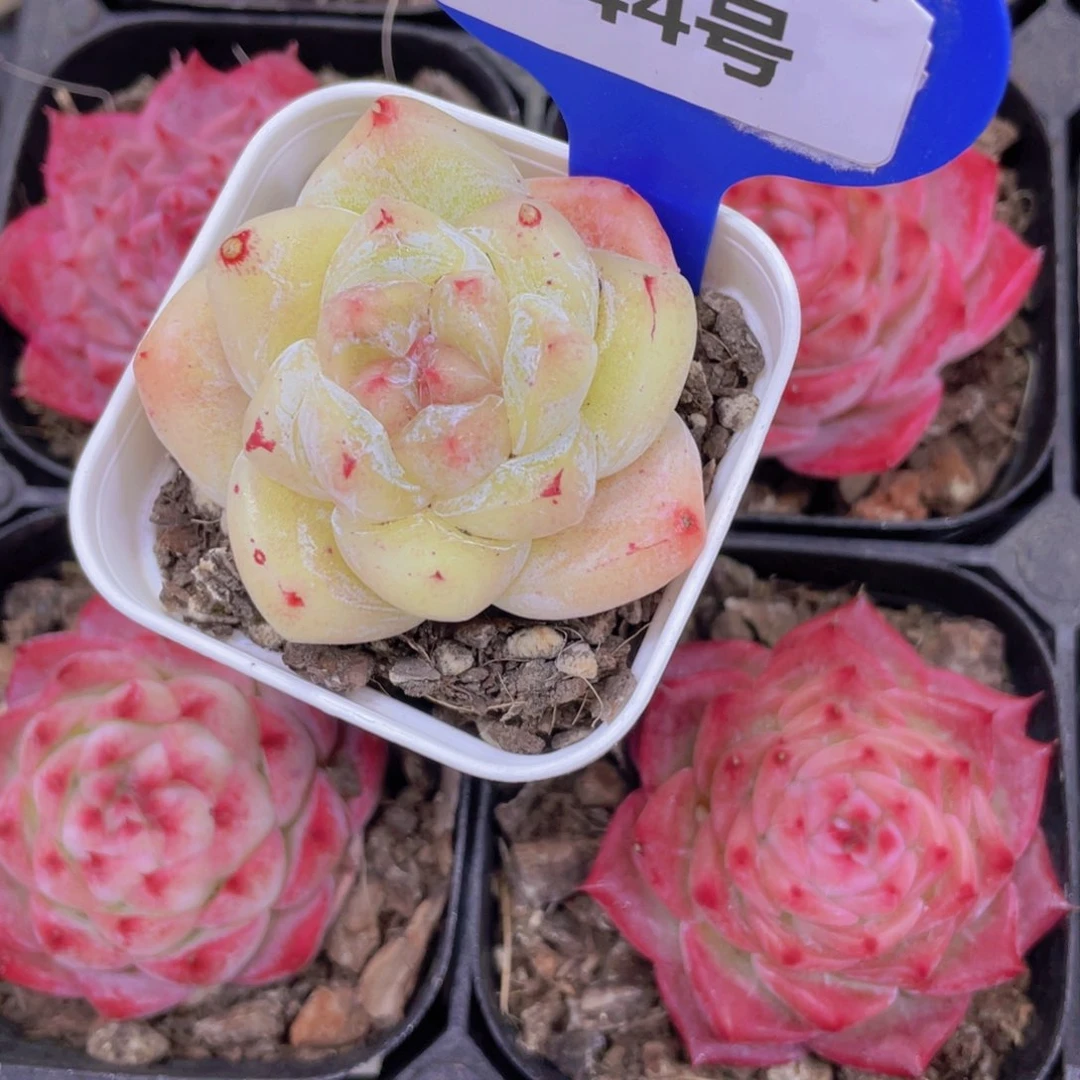 344号 全状态糖心白泽单头一个