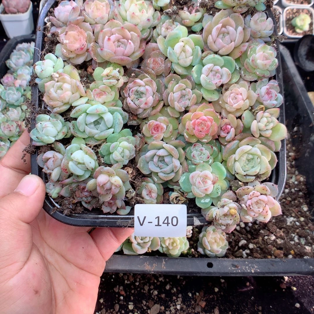 菠***蜜无花朵V140英语英语