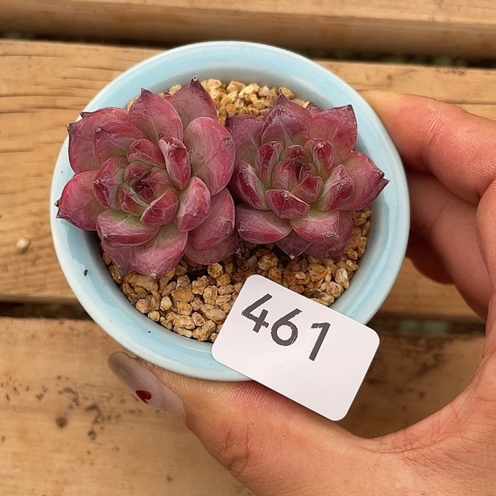 461。卡系。