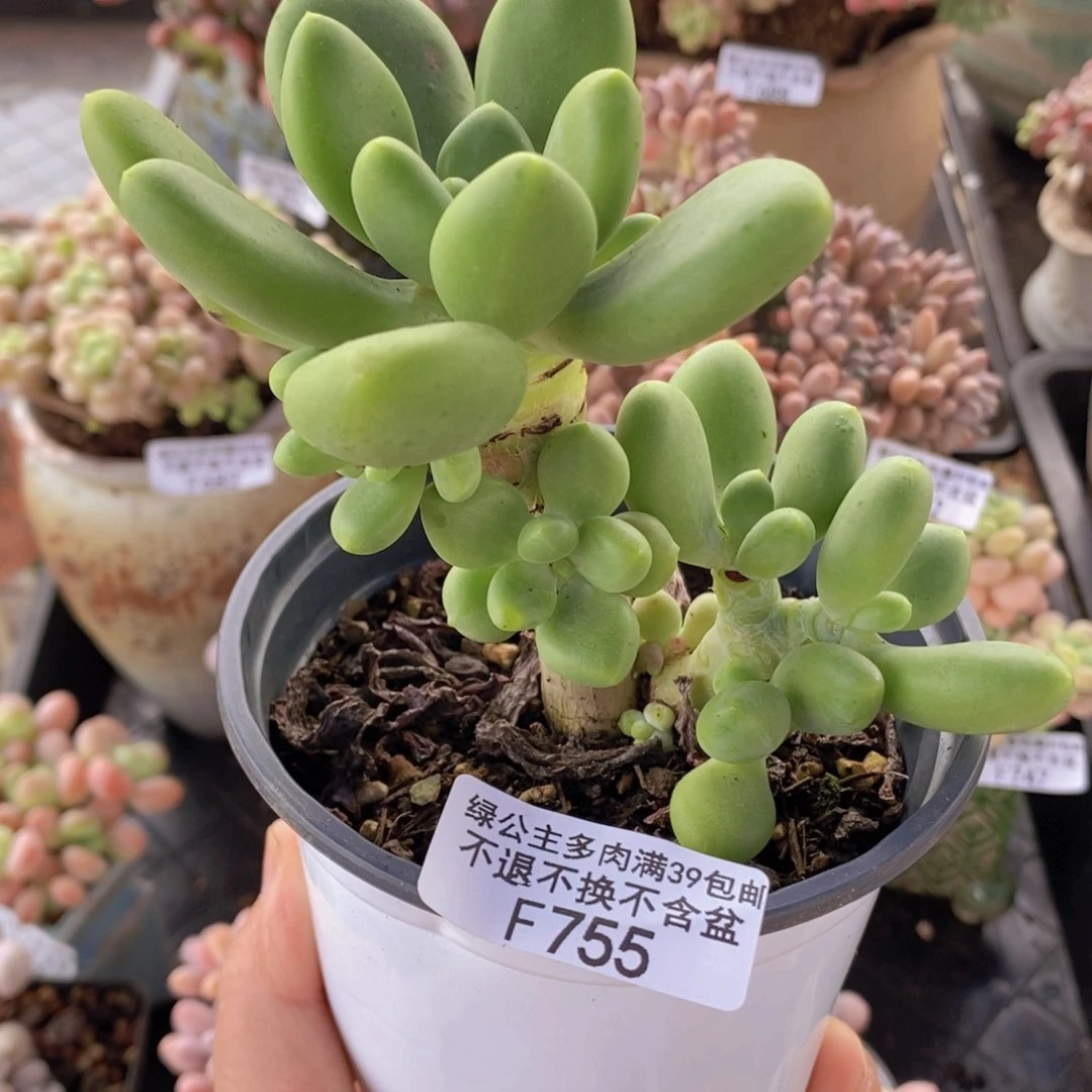 芒果奶树9cm755多肉植物