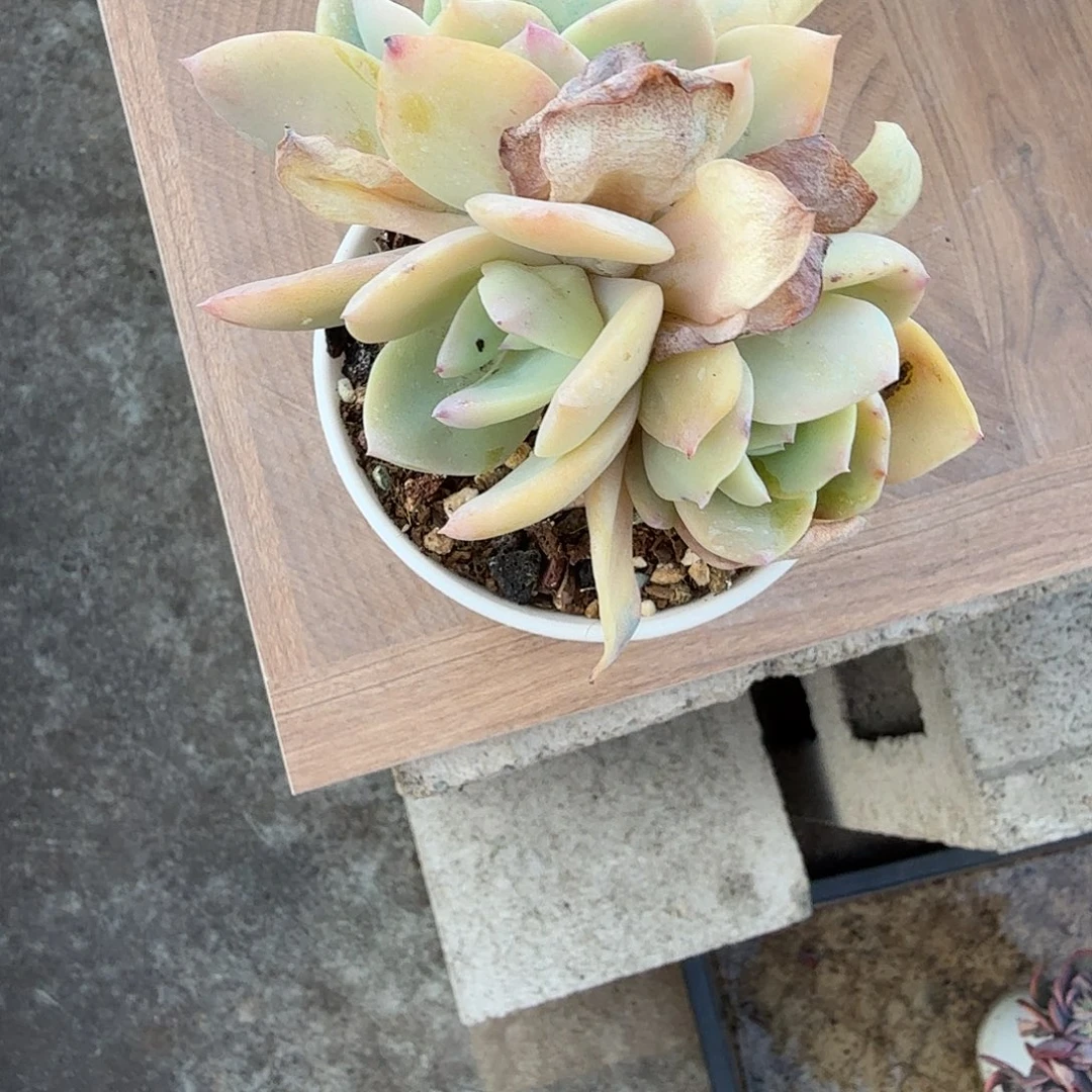 立***3白凤多肉植物一颗