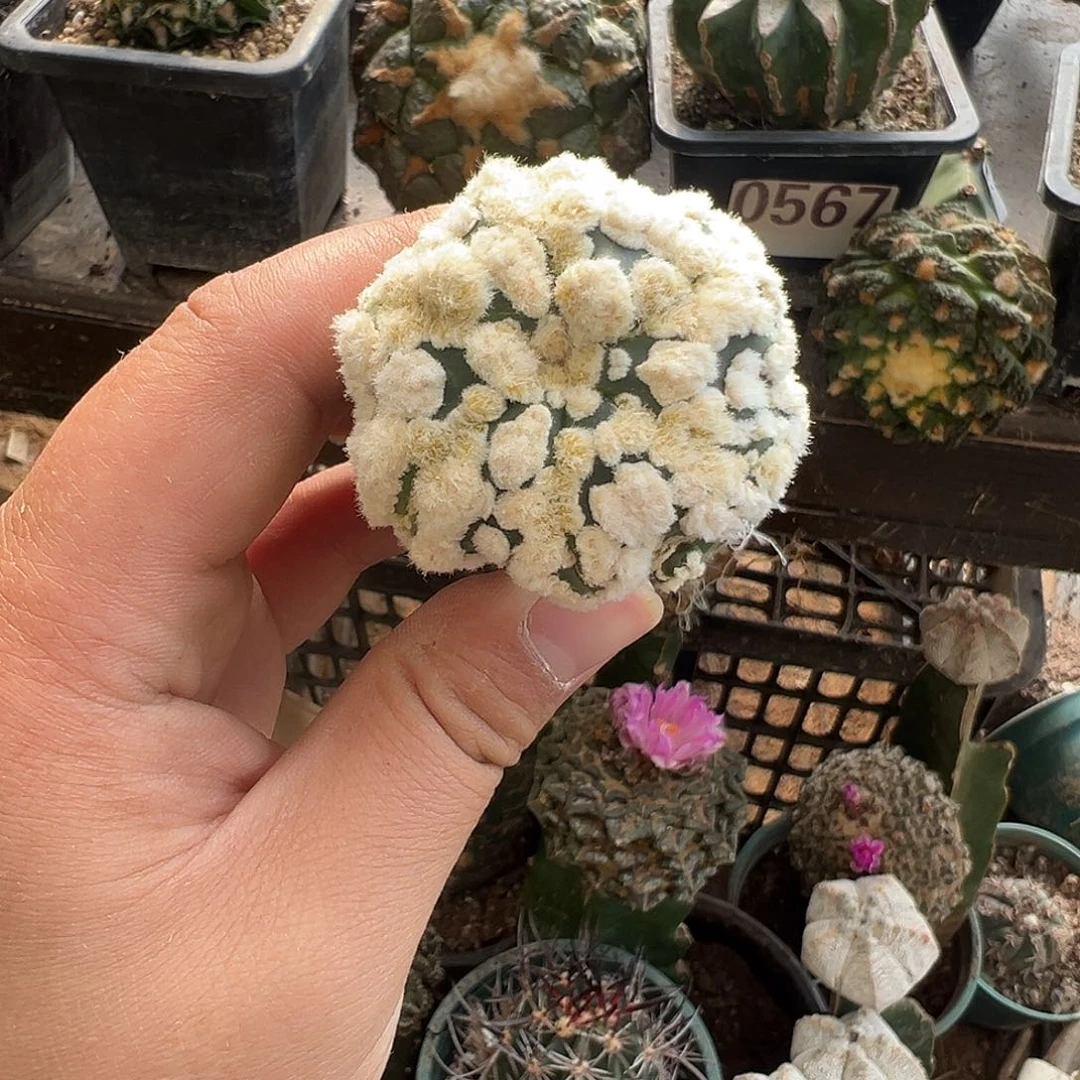 4.7海星花园兜仙人球1061