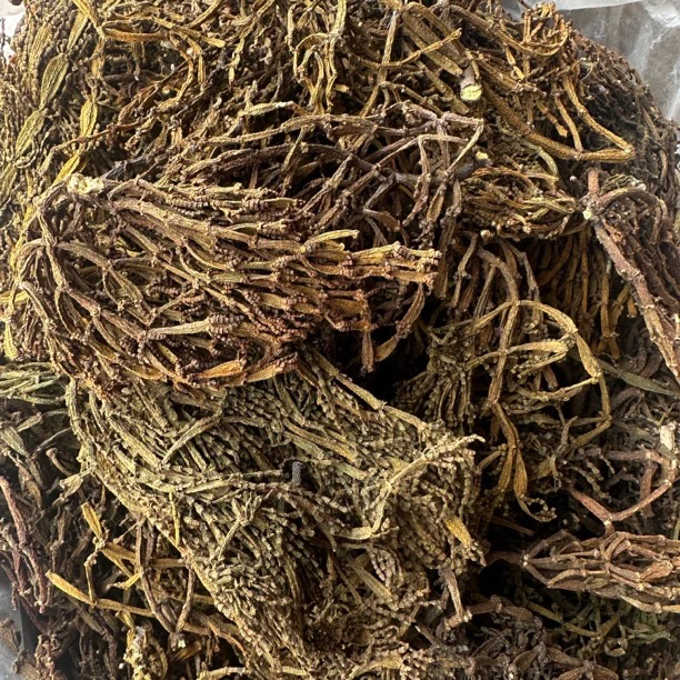 云南古茶树生长《景迈螃蟹脚》