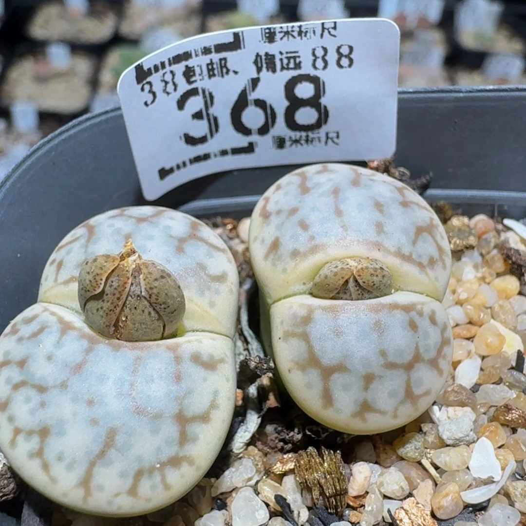 zzzz精品生石花368白蜡石