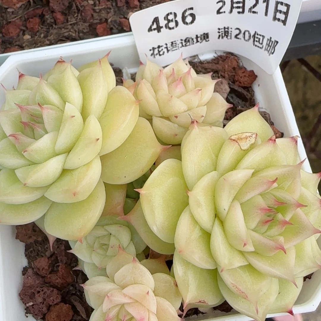 花语逸境0221-486散有伤