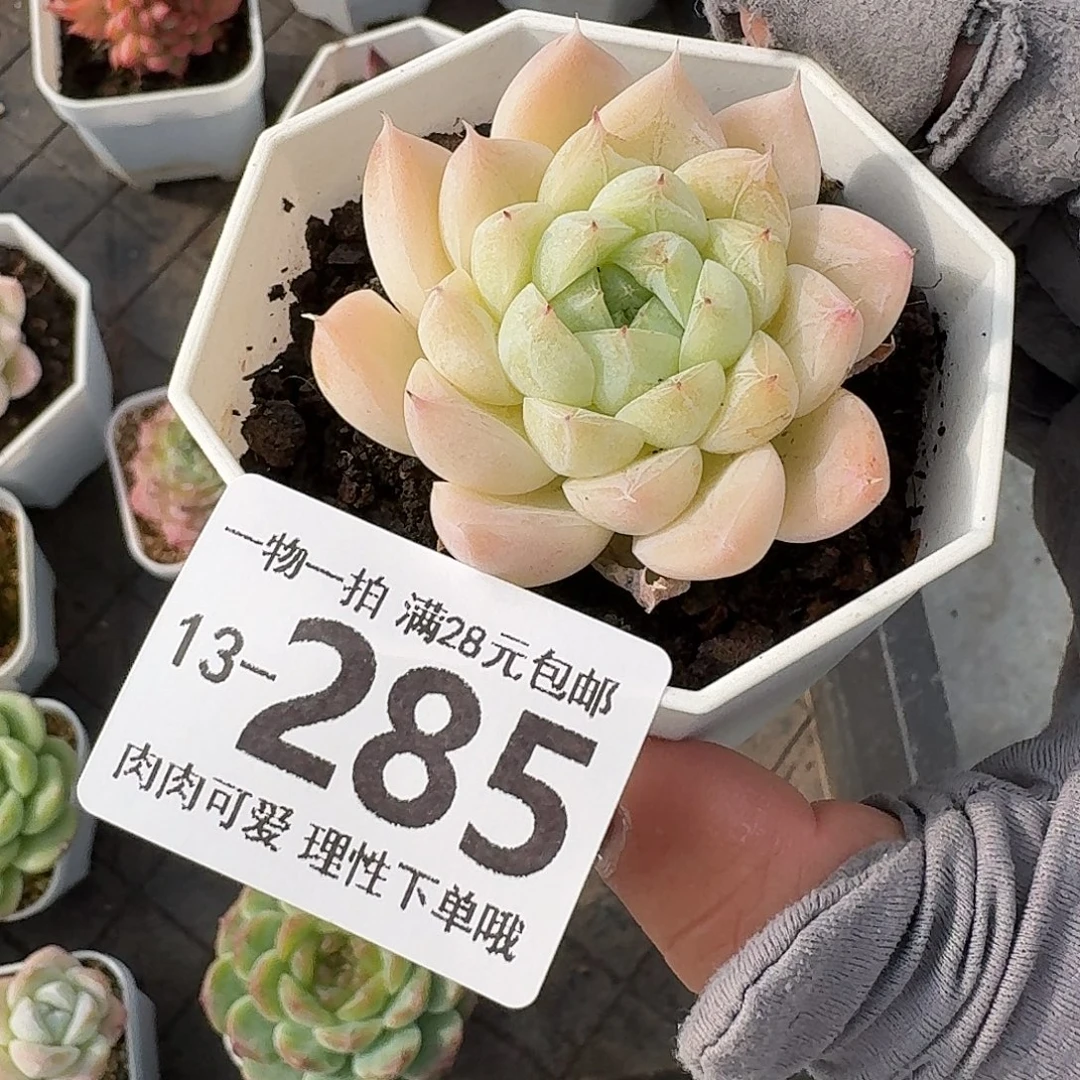 白卡无盆土发货无