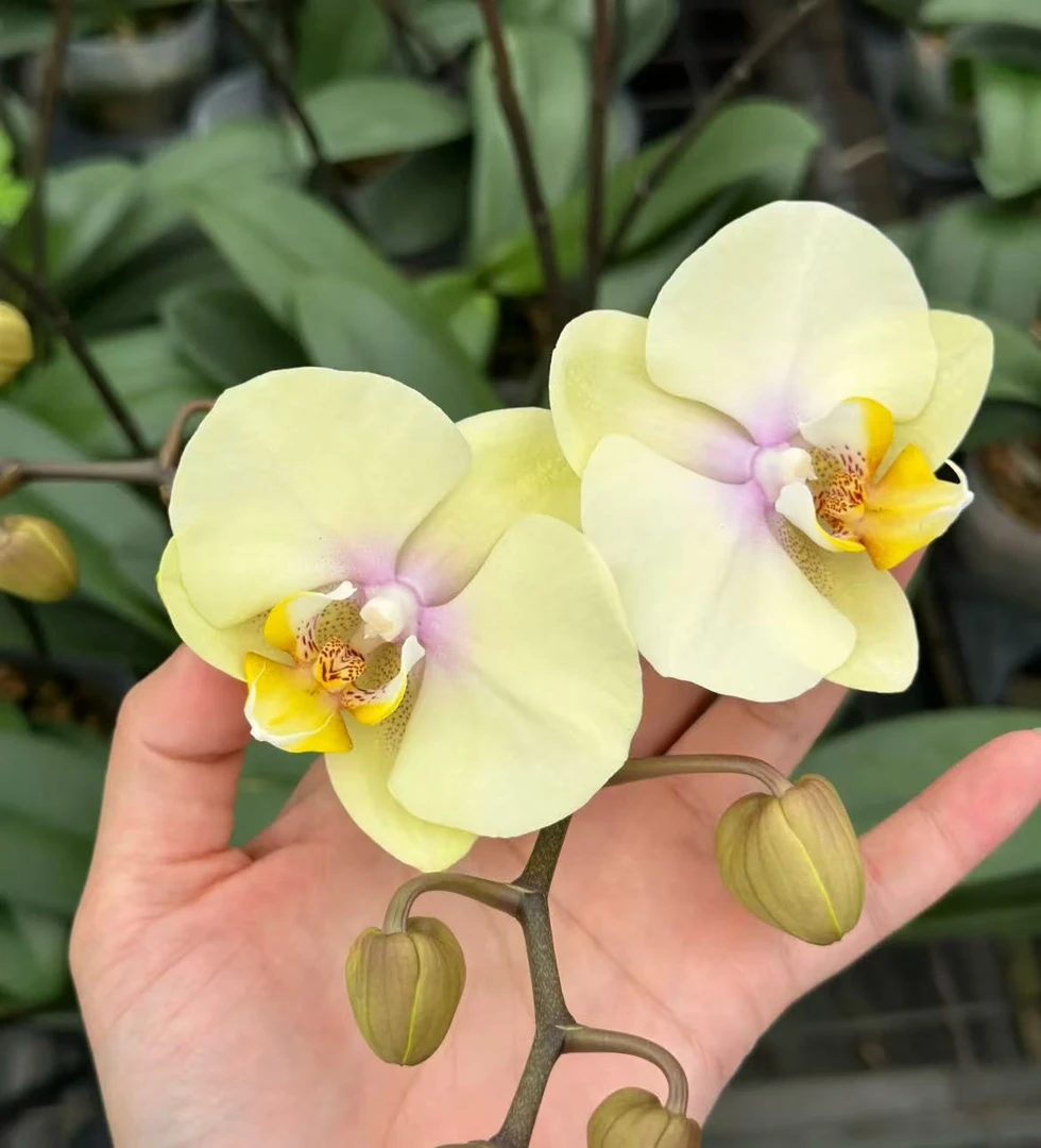 【欧品巴黎】 精品蝴蝶兰 小众品种 稀缺色系  高端花卉 花色鲜艳