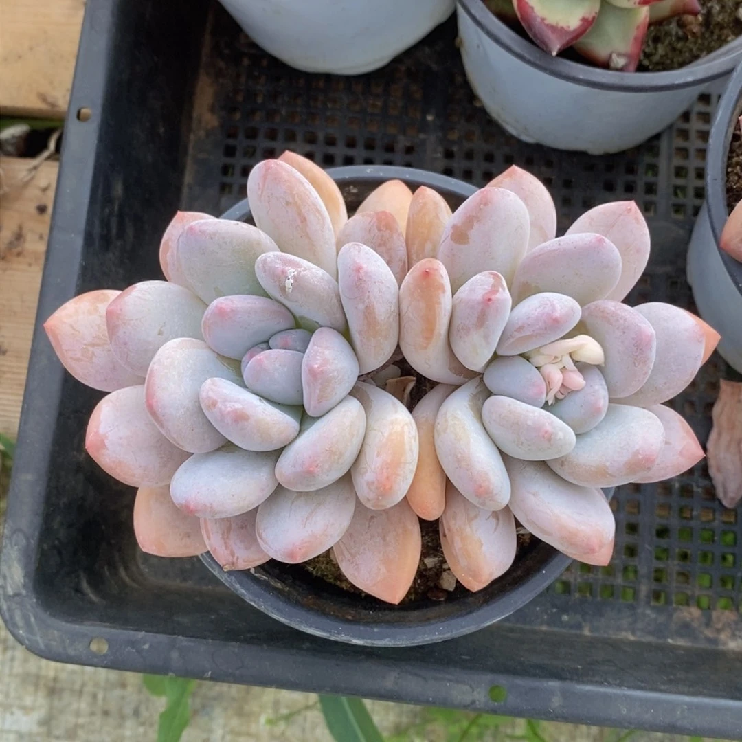 可问主播品种，下滑链接更多品种多肉选择