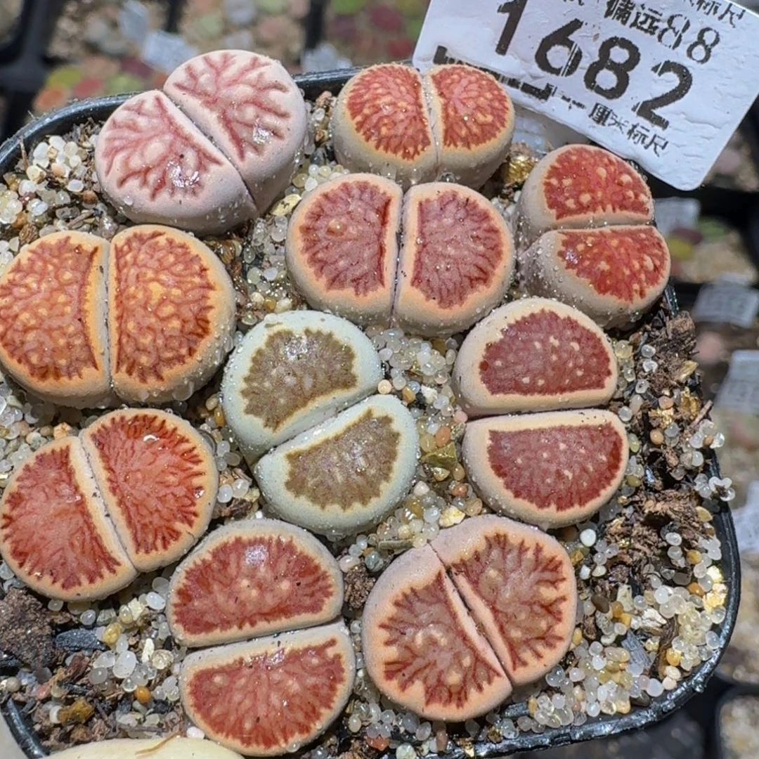 zzzx生石花肉锥1682
