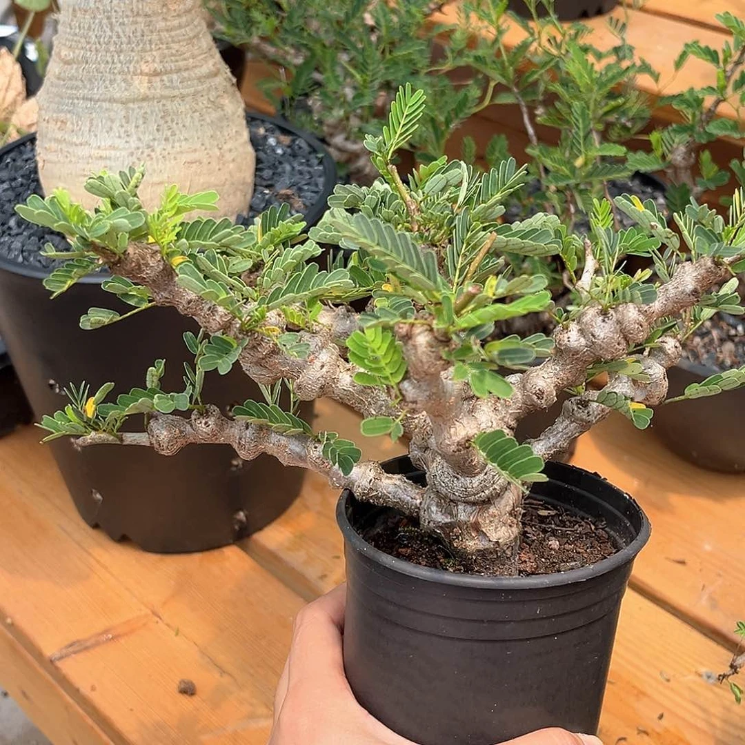 潮流植物沙漠苏木，福利