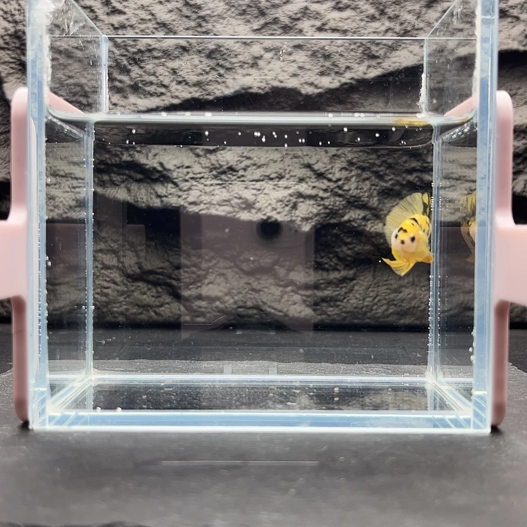 海水鱼宙斯斗鱼竞拍12-02