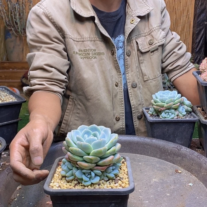 猪***婆220号冰玉多肉植物