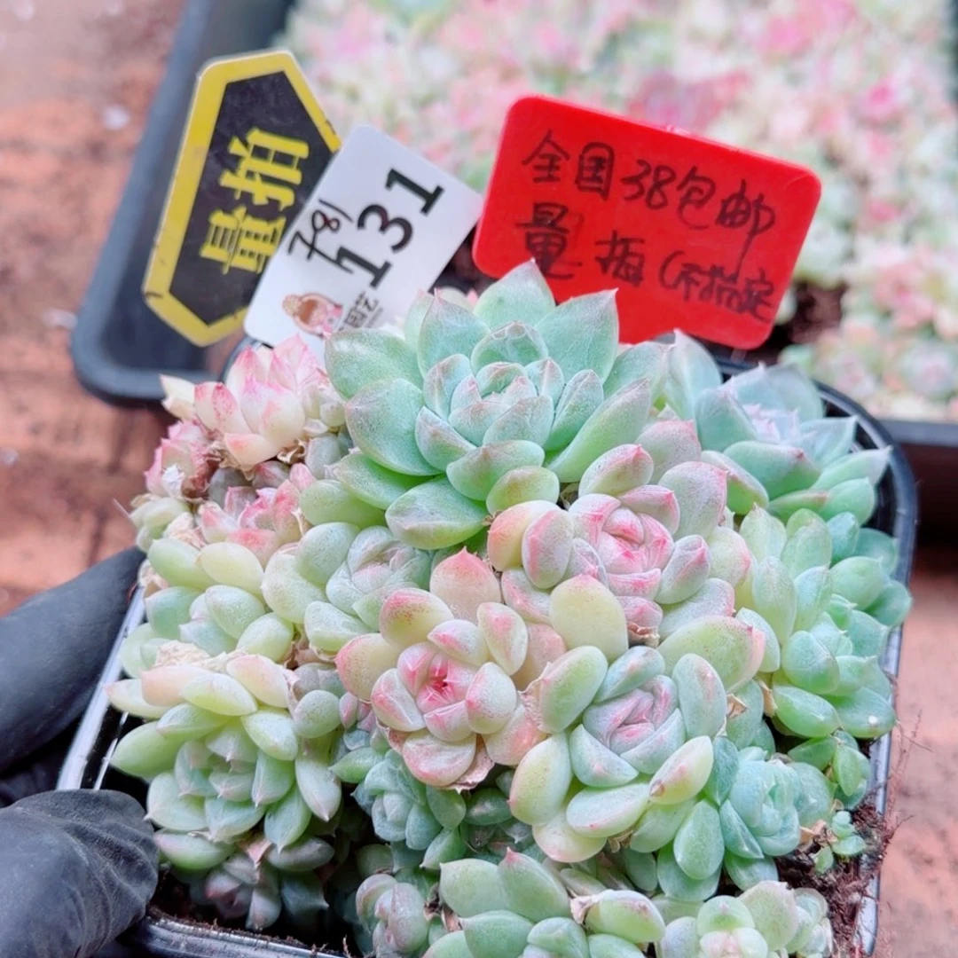 多肉植物多肉植物