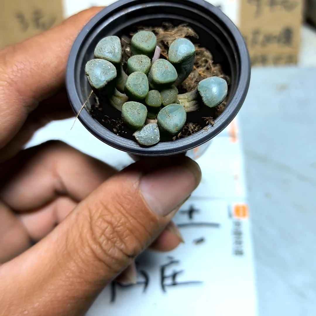 满6元包邮，五十灵域小小小