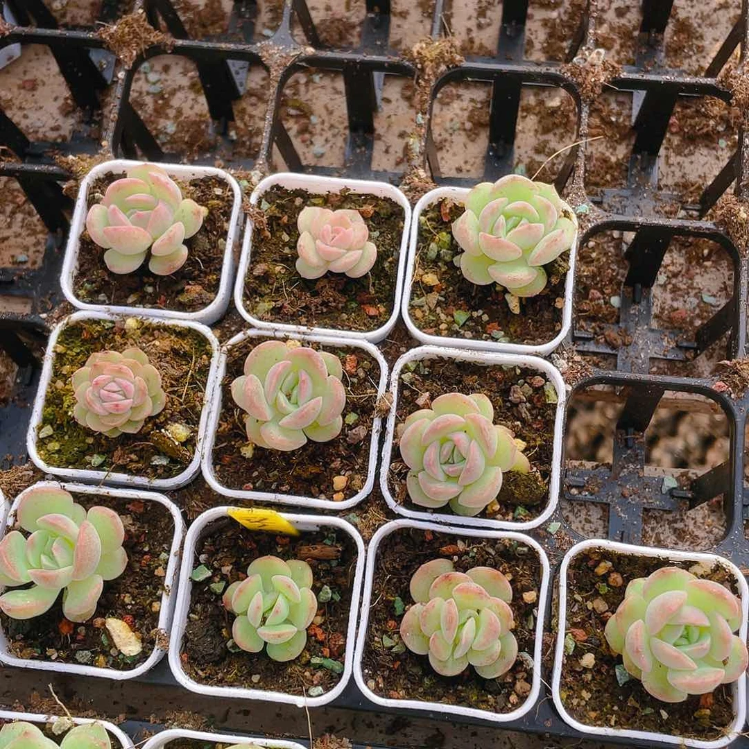 琴心盆一个满25包邮