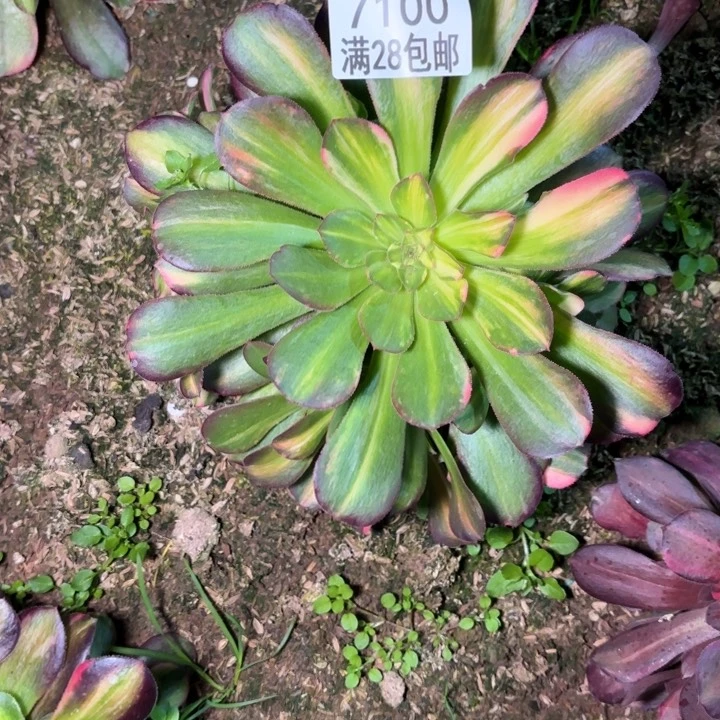 A.  7100七彩拉丝多肉