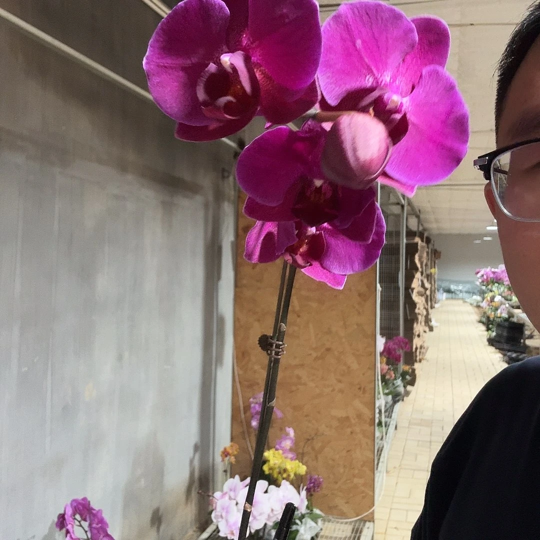完全开放斯泰伦博斯变异