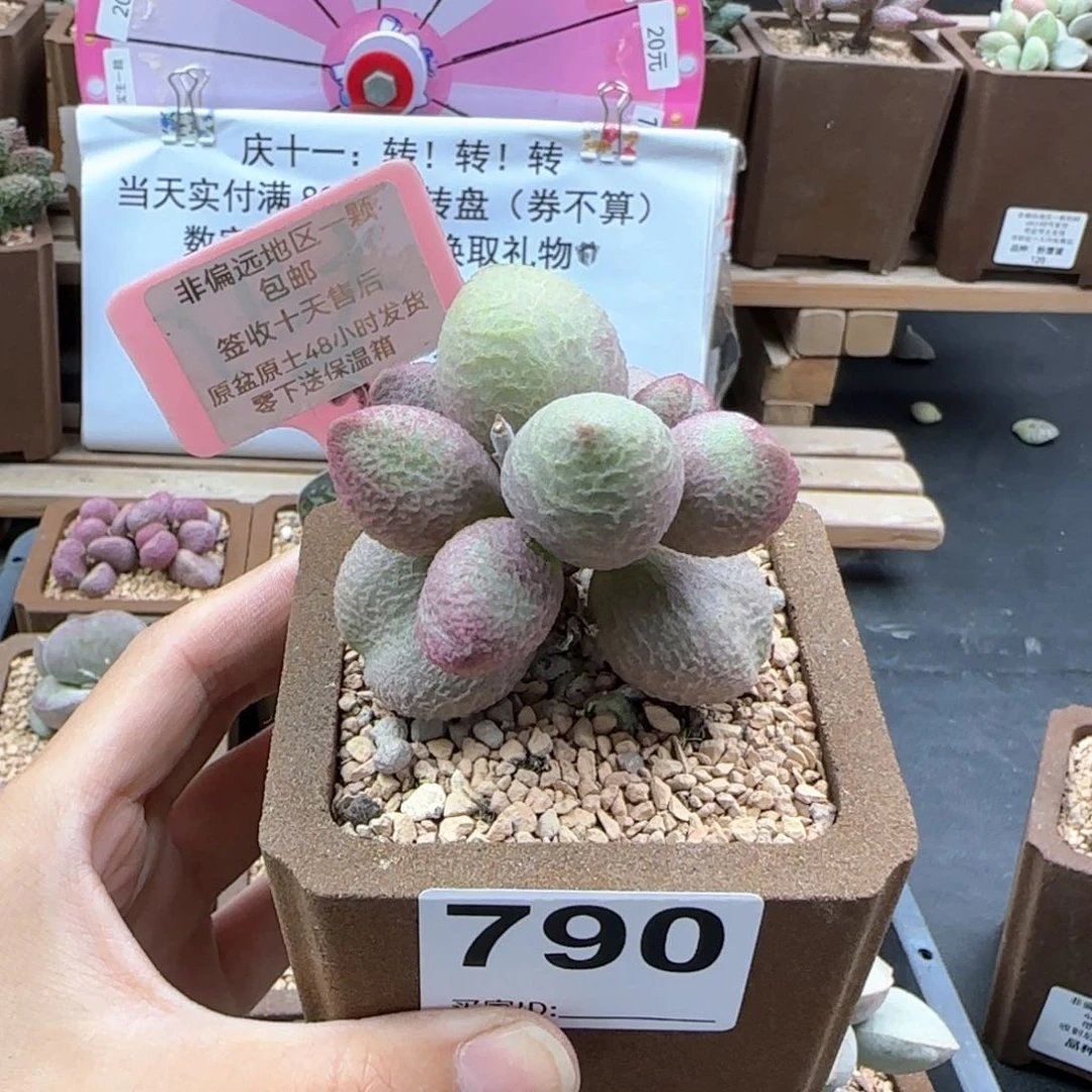 ?****?790少女心多肉植物