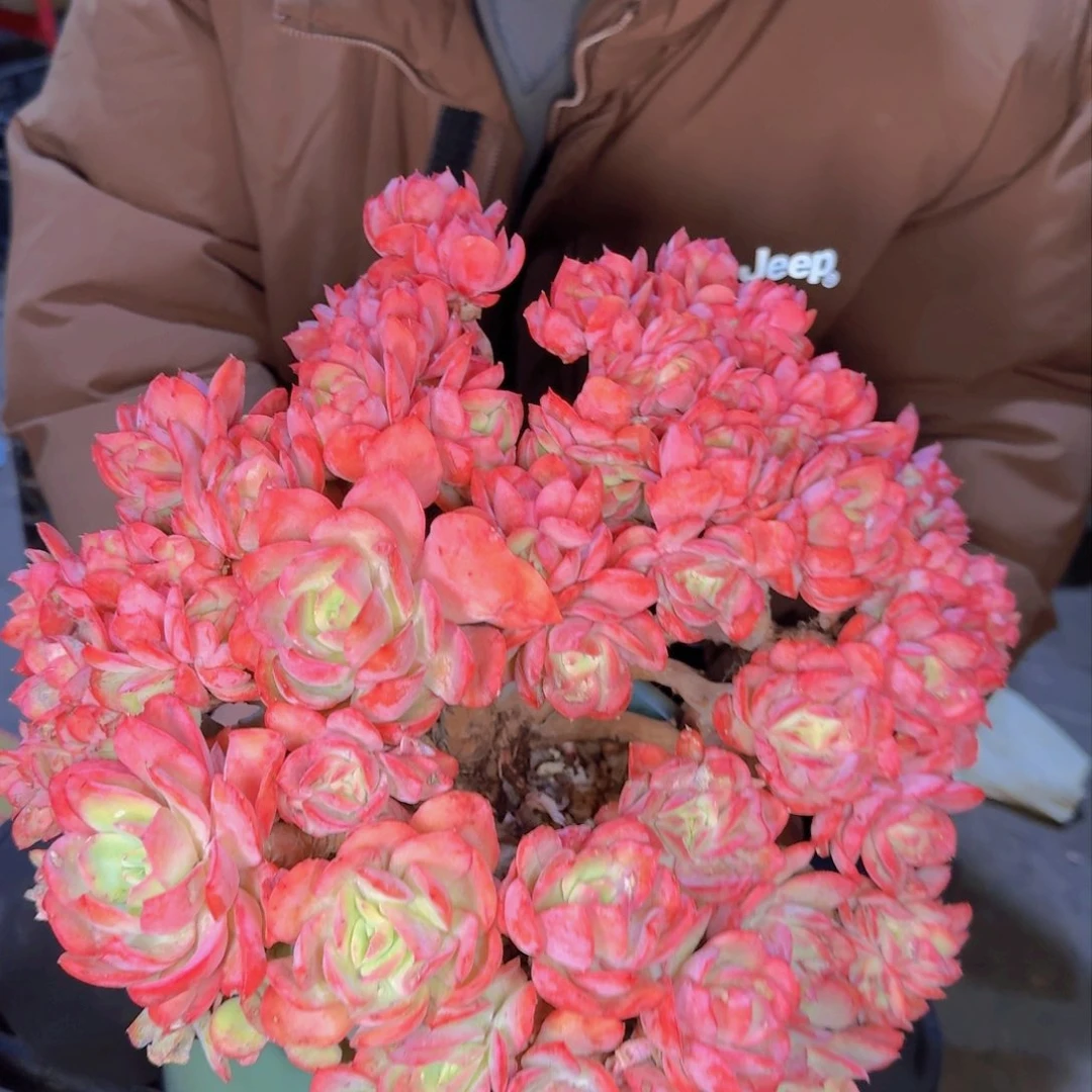 春****?多肉植物的生长 四月发货