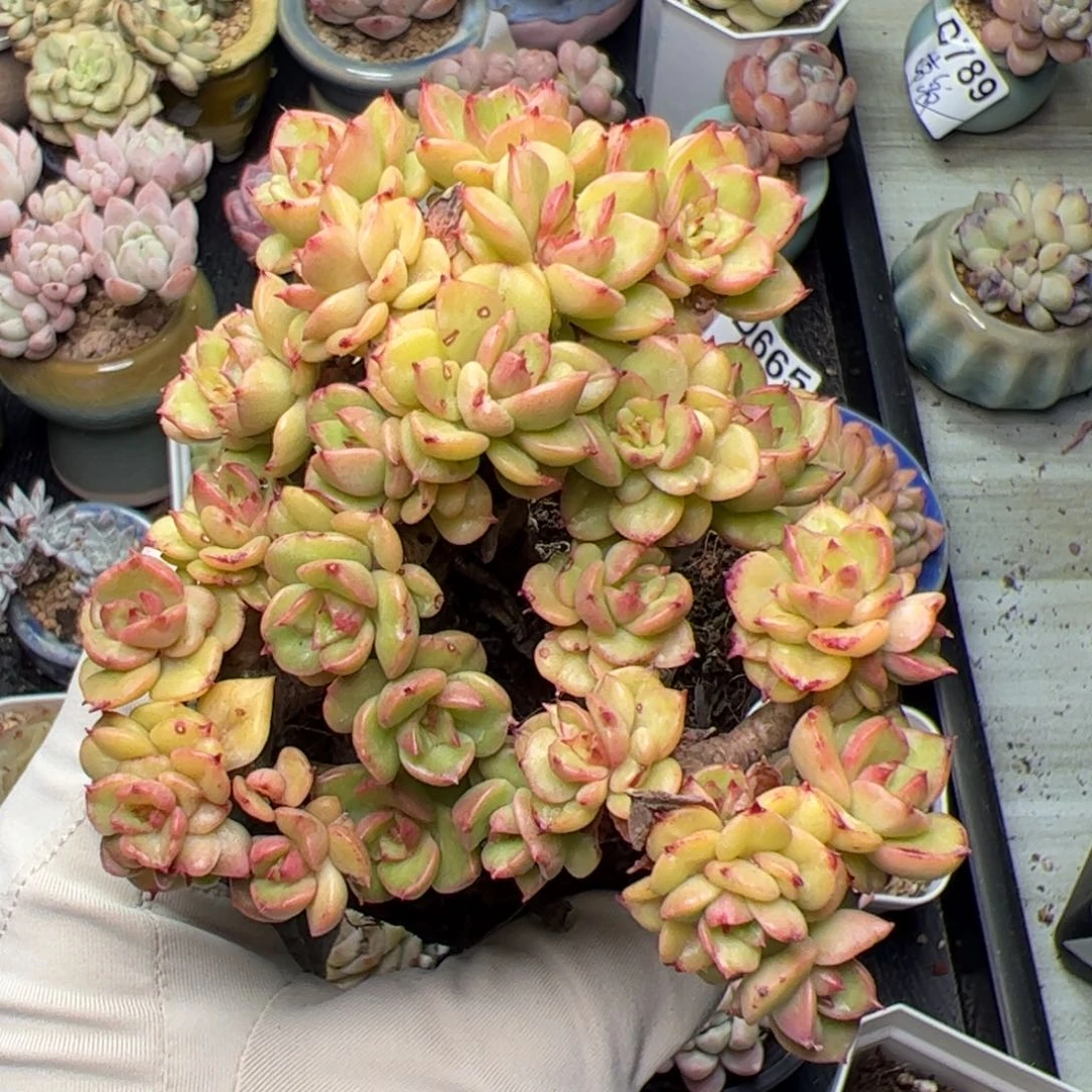 朵*娃583 多肉植物组合盆栽