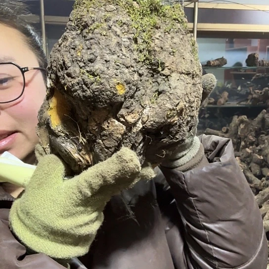 香榧木感*火琉璃的故事毛料，播摆件