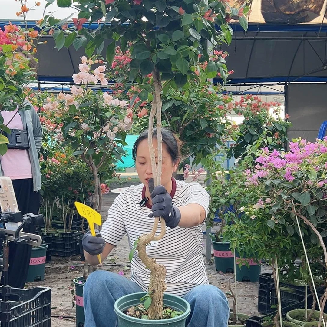 钱****大部分花苞少量开放B89佩德罗