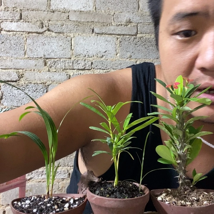 完全开放退款拉黑一物一拍175