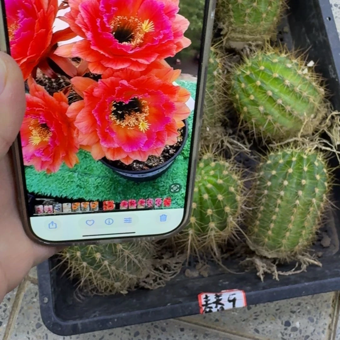 205毛春春根脱土发货7公分左右，20包邮