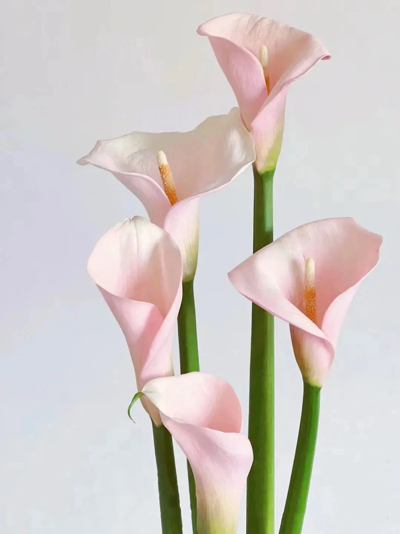 火烈鸟马蹄莲鲜切花1束---实物以直播间为准