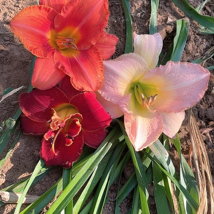 当前无花栽培后可以开花