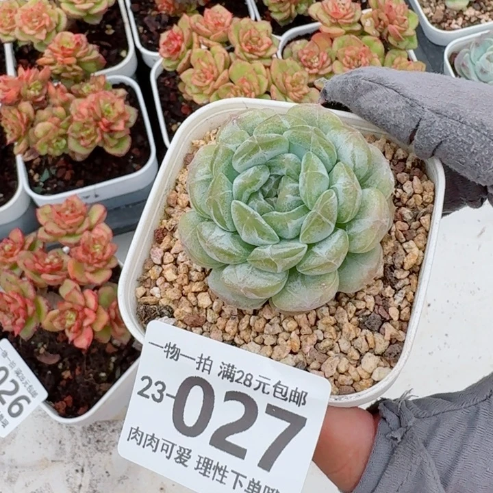 白恋多肉无盆土发货