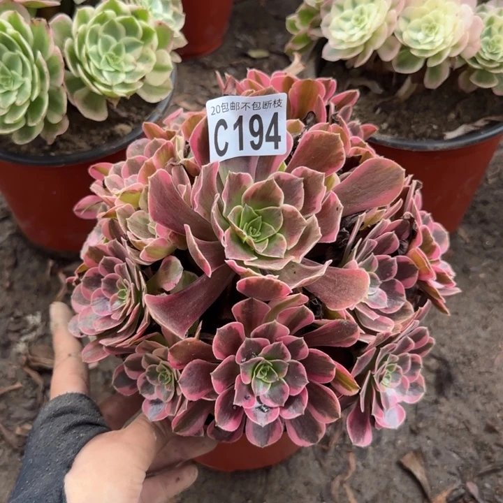 凤冠……多肉植物……