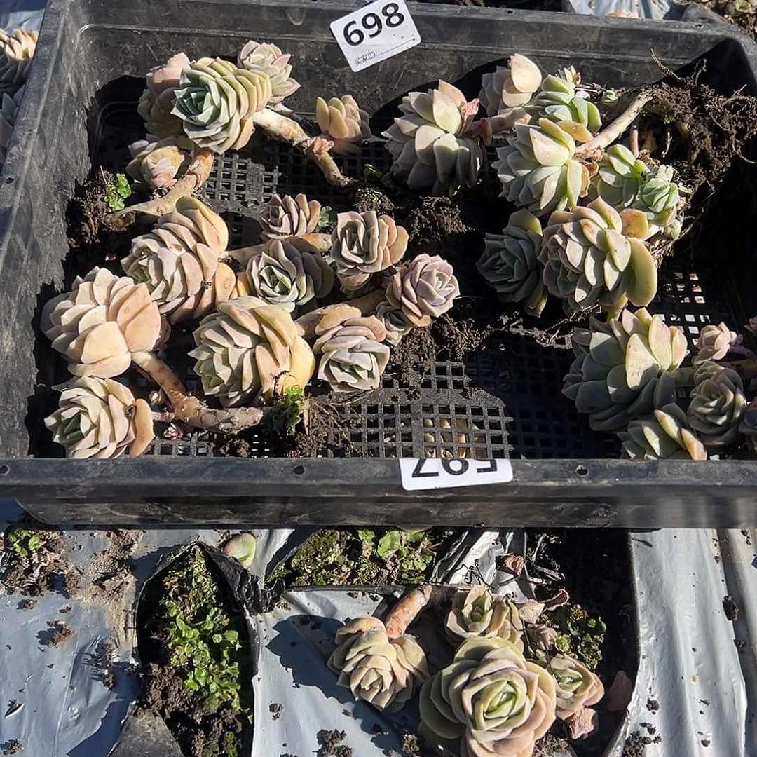 L**玲698不售后6颗